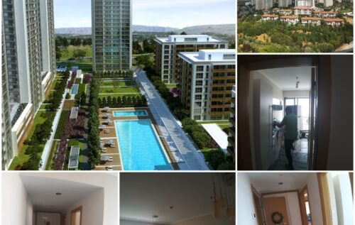 Halkalı boyacısı